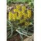 Szafirek złoty - Muscari Golden Fragrence - 3 szt.