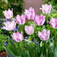 Tulipan Aria Card - opak. 5 szt.