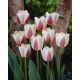 Tulipan Beau Monde - opak. 5 szt.