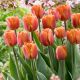 Tulipan Brown Sugar - opak. 5 szt.