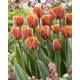 Tulipan Brown Sugar - opak. 5 szt.