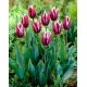 Tulipan Chansonette - opak. 5 szt.