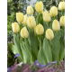 Tulipan Creme Flag - 5 szt.