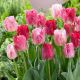Tulipan Hemisphere - 5 szt.