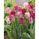Tulipan Hemisphere - 5 szt.