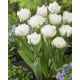 Tulipan Mount Tacoma - opak. 5 szt.