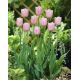 Tulipan Pink Diamond - opak. 5 szt.