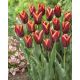 Tulipan Slawa - opak. 5 szt.