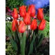 Tulipan Temple of Beauty - opak. 5 szt.
