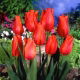 Tulipan Temple of Beauty - opak. 5 szt.