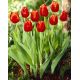 Tulipan Verandi - opak. 5 szt.