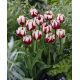 Tulipan Zurel - opak. 5 szt.