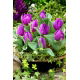 Tulipan Baby Blue - opak. 5 szt.