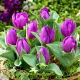 Tulipan Baby Blue - opak. 5 szt.