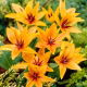 Tulipan Praestans Shogun - opak. 5 szt.