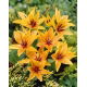 Tulipan Praestans Shogun - opak. 5 szt.