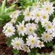 Zawilec grecki - White Splendour - 8 szt.