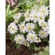 Zawilec grecki - White Splendour - 8 szt.