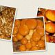 Łuskwiak nameko gotowy zestaw do uprawy w domu - 1 kg