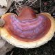 Lakownica lśniąca, lakownica żółtawa - Reishi