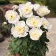 Piwonia, Paeonia - Patio Madrid - niska, doniczkowa - sadzonka