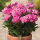 Piwonia, Paeonia - Patio Rome - niska, doniczkowa - sadzonka