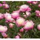 Piwonia, Paeonia - Bowl of Beauty - sadzonka