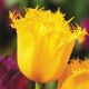 Tulipan Hamilton  opak. 5 szt.
