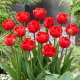 Tulipan Miranda - opak. 5 szt.