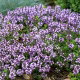 Macierzanka piaskowa