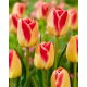 Tulipan Candy Corner - opak. 5 szt.