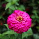 Cynia wytworna Liliput Rose Gem - różowa