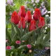 Tulipan niski czerwony - Greigii red - 5 szt.