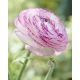 Jaskier Aviv Picotee Pink - 10 szt.