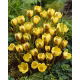 Krokus Gipsy Girl - 10 szt.