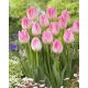 Tulipan First Class - 5 szt.