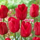 Tulipan Ile de France - opak. 5 szt.