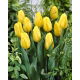 Tulipan żółty - Yellow - 5 szt.