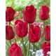 Tulipan Ile de France - opak. 5 szt.
