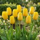 Tulipan żółty - Yellow - duża paczka! - 50 szt.