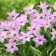 Ipheion - Ifejon - Charlotte Bishop - duża paczka! - 100 szt.