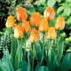 Tulipan Daydream - opak. 5 szt.
