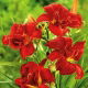 Liliowiec Double Firecracker