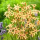 Ixia - Iksja Paniculata Eos - duża paczka! - 150 szt.