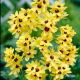 Ixia - Iksja Yellow Emperor - duża paczka! - 150 szt.