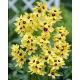 Ixia - Iksja Yellow Emperor - duża paczka! - 150 szt.