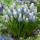 Szafirek - Muscari Mountain Lady - duża paczka! - 100 szt.