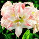 Hipeastrum - Amarylis - Aphrodite