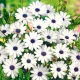 Osteospermum białe