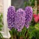 Hiacynt Purple Star - op. 3 szt.